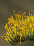 Female Scott's Oriole on Agave Blossom (Icterus Parisorum), Western North America Photographic Print by Steve Maslowski