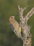 Male Gila Woodpecker, Melanerpes Uropygialis, Arizona Photographic Print by Charles Melton