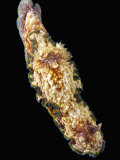 Solvin Zankl - Nudibranch - Fotografik Baskı Solvin Zankl - Nudibranch - Fotografik Baskı