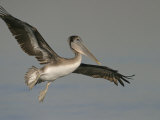Immature Brown Pelican, Pelecanus Occidentalis, in Flight, North America Photographic Print by Arthur Morris