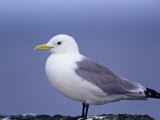 Black-Legged Kittiwake, Rissa Tridactyla, Pribilof Islands, Alaska, USA Photographic Print by Arthur Morris