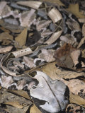 Gaboon Viper Showing Protective Coloration in Leaf Litter, Bitis Gabonica, Central Africa Photographie par Adam Jones