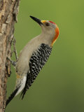 Male Golden-Fronted Woodpecker, Melanerpes Aurifrons, Texas, USA Photographic Print by John Cornell