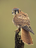 Female American Kestrel, Falco Sparverius, North America Photographic Print by Adam Jones