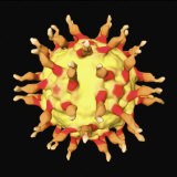 Polio Virus Receptors Fotografisk trykk av Tim Baker Polio Virus Receptors Fotografisk trykk av Tim Baker