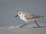 Sanderling, Calidris Alba, De Soto Park Beach, Florida, USA Photographic Print by Fritz Polking