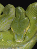 Green Tree Python, , Chondropython Viridis, Adult Specimen, Australia, New Guinea Lámina fotográfica por Jim Merli Green Tree Python, , Chondropython Viridis, Adult Specimen, Australia, New Guinea Lámina fotográfica por Jim Merli