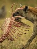 Spotted Hyena, Crocuta Crocuta, Carrying a Skeleton from a Kill, East Africa Photographie par Joe McDonald