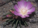 Bitterroot, Lewisia Rediviva, the Montana State Flower, USA Photographic Print by Gerald & Buff Corsi