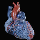 Resin Cast of Heart Anterior View Photographic Print by Ralph Hutchings