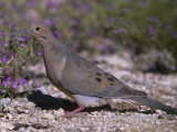 Mourning Dove Browsing on the Ground (Zenaida Macroura), North America Photographic Print by Steve Maslowski
