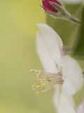 Apple Blossom and Bud Photographic Print