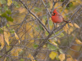 Northern Cardinal (Cardinalis Cardinalis) Male Photographic Print by Jack Michanowski