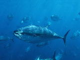 Pacific Bluefin Tuna (Thunnus Thynnus) Schooling, Mexico Photographic Print by Richard Herrmann