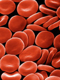 Red Blood Cells or Erythrocytes Showing their Flattened and Biconcave Shape Photographic Print by David Phillips
