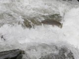 Rainbow Trout (Oncorhynchus Mykiss) Jumping Out of the Water Photographic Print by Robert Servrancky