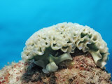 Lettuce Sea Slug, Tridachia Crispata, Netherlands Antilles, Bonaire, Caribbean Sea Photographic Print by Reinhard Dirscherl