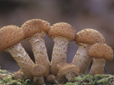 Honey Mushrooms, Armillaria Mellea, Germany, Europe Photographic Print by Fritz Polking
