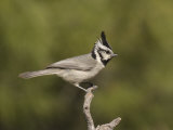 Bridled Titmouse (Baeolophus Wollweberi) on a Branch, Southern Arizona, USA Photographic Print by Charles Melton