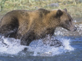Brown or Grizzly Bear Chasing Salmon Prey in a River (Ursus Arctos), Alaska, USA Photographic Print by Tom Walker