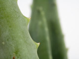 Close Up of Aloe Vera Plant Photographic Print