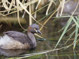 Australasian Grebe, Tachybaptus Novaehollandiae, Australia Photographie par Gerald & Buff Corsi