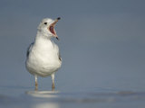 Ring-Billed Gull Calling (Larus Delawarensis) Photographic Print by Arthur Morris