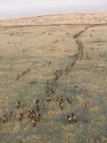 Aerial View of Gnus or Wildebeests Migrating across the Savanna, Maasai Mara, Kenya, Africa Photographic Print by Arthur Morris