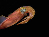 Reef Squid Head (Sepioteuthis Lessoniana), Hawaii, USA Reprodukcja zdjęcia autor David Fleetham