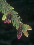 White Spruce Young Female or Seed Cones and Needles in the Spring (Picea Glauca) Photographic Print by Ned Therrien