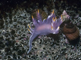 Nudibranch, Dendronotus Diversicolor, California, Usa, Pacific Ocean Lámina fotográfica por Daniel Gotshall Nudibranch, Dendronotus Diversicolor, California, Usa, Pacific Ocean Lámina fotográfica por Daniel Gotshall