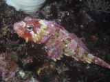 Red Irish Lord, Hemilepidotus Hemilepidotus, Cottidae, Pacific Coast of North America Photographic Print by Daniel Gotshall