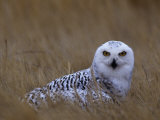 Female Snowy Owl, Nyctea Scandiaca, Standing in Dried Grass, North America Photographic Print by Beth Davidow