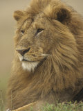 An Adult Male Lion, Panthera Leo, Masai Mara Game Reserve, Kenya, Africa Fotografie-Druck von Adam Jones