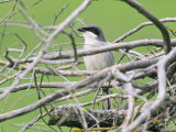 Loggerhead Shrike (Lanius Ludovicianus), North America Photographic Print by Steve Maslowski
