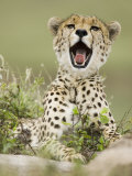 A Cheetah Yawning, Actinonyx Jubatus, East Africa Reprodukcja zdjęcia autor Joe McDonald A Cheetah Yawning, Actinonyx Jubatus, East Africa Reprodukcja zdjęcia autor Joe McDonald