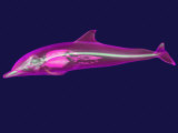 3D Mri Scan of a Dolphin Lámina fotográfica