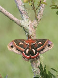 Cecropia Moth (Hyalophora Cecropia), Family Saturniidae, North America Photographic Print by Leroy Simon