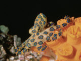 Blue-Ringed Octopus, Hapalochlaena Lunulata, Coral Sea Photographic Print by Alex Kerstitch