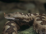 Head of the Long-Nosed or Sand Viper, Vipera Ammodytes, Central Europe Lámina fotográfica por Joe McDonald Head of the Long-Nosed or Sand Viper, Vipera Ammodytes, Central Europe Lámina fotográfica por Joe McDonald
