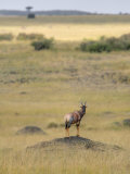 Topi on an Eroded Termite Mound on the African Savanna, Damaliscus Lunatus, . Kenya Fotografie-Druck von Gustav W. Verderber