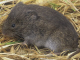 Eastern Meadow Vole, Microtus Pennsylvanicus, Eastern North America Lámina fotográfica por Gary Meszaros Eastern Meadow Vole, Microtus Pennsylvanicus, Eastern North America Lámina fotográfica por Gary Meszaros