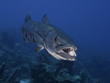 Great Barracuda (Sphyraena Barracuda) Can Reach as Much as Six Feet in Length, Caribbean Photographic Print by David Fleetham