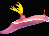 Nudibranch Fotografisk tryk af Solvin Zankl Nudibranch Fotografisk tryk af Solvin Zankl