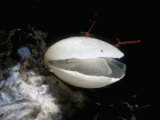 Brachiopod (Laqueus) Showing its Lophophore for Feeding, California, Usa, Pacific Ocean Photographic Print by David Wrobel