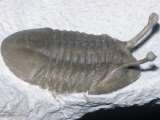 Stalk-Eyed Trilobite Fossil (Neoasaphus Kowalewskii), Odovician, 465 M.Y.A., Russia Photographic Print by Ken Lucas