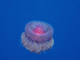 Crown Jellyfish (Netrostoma Setouchina), Red Sea, Egypt Photographic Print by Reinhard Dirscherl