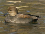 Male Gadwall Duck Swimming, Anas Strepera, North America Photographic Print by Jack Michanowski