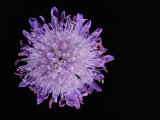 Scabious Flower Photographic Print by Solvin Zankl