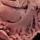 Inside of the Atrium of the Human Heart Showing Pectinate Muscles Photographic Print by Fred Hossler